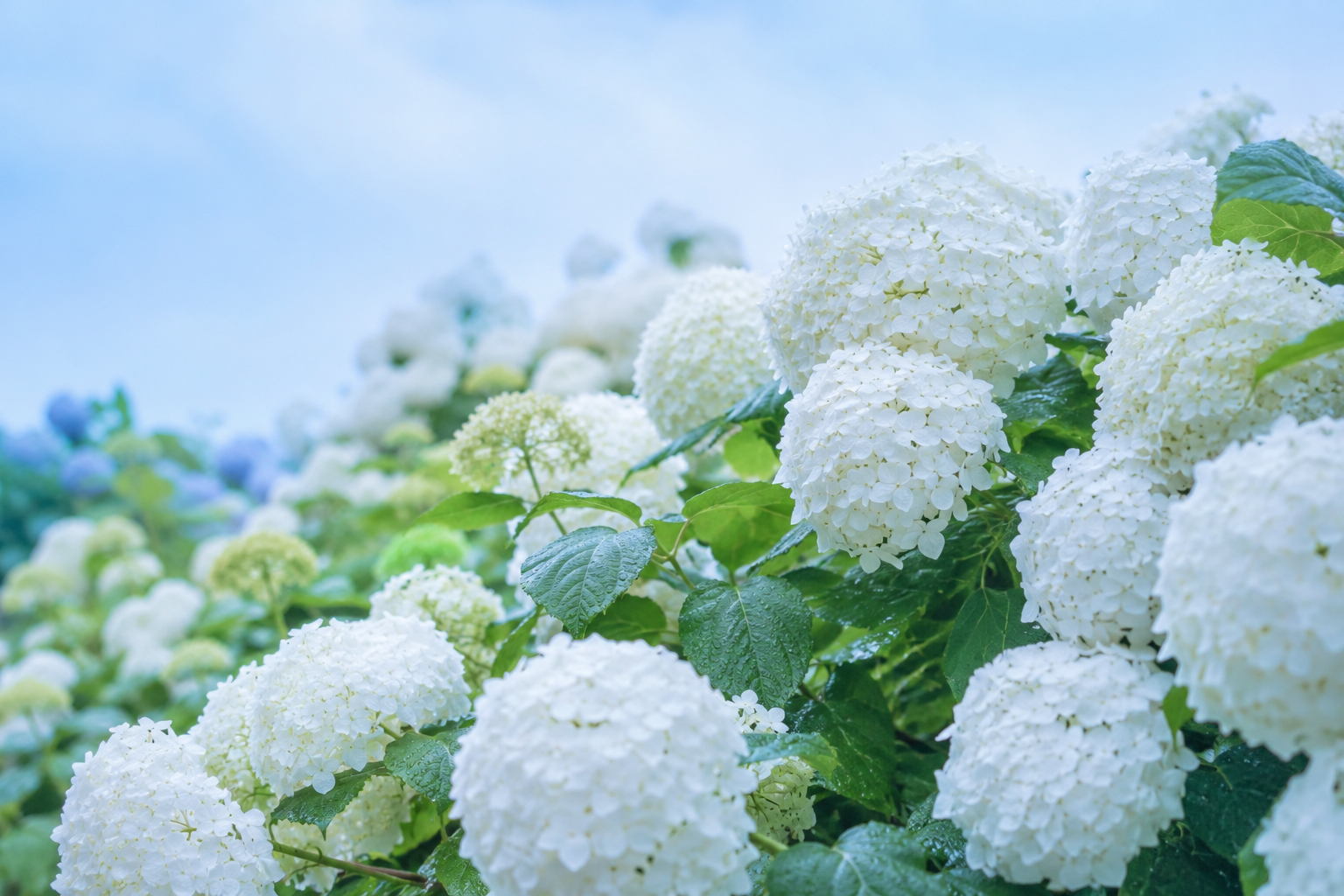 梅雨時期のお得過ぎる話
